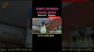 উইপোকা তেলাপোকা দমন Kafrul Dhaka PestControlbd termitecontrol cockroachcontrol nearpest short [upl. by Mcevoy189]