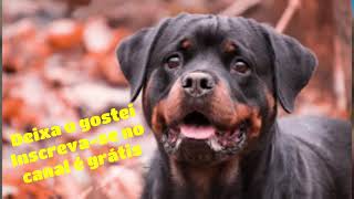 Latido de cachorro Rottweiler [upl. by Aljan]