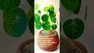 STEPHENIA ERECTA 🌿 INDOOR PLANT  STEPHENIA PLANT  viral trending shorts ytshorts reels [upl. by Manaker]