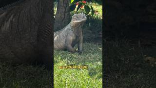 Iguana rinoceronte cyclura cornuta [upl. by Akenit]