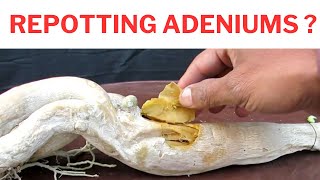 Adenium  Watch This Before Repotting Rainy Season [upl. by Golding737]