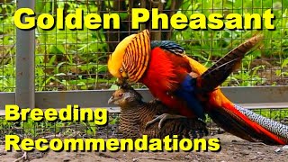 Golden Pheasant  Breeding Recommendations  Incubation  Raising Chickens  Chicken Brooder [upl. by Atinek330]