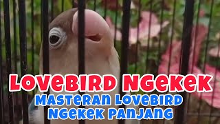 Lovebird Fighter Ngekek  Masteran Lovebird Ngekek Panjang [upl. by Hanway]