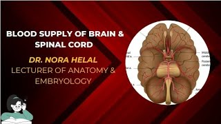 Blood supply of brain amp spinal cord Semester 4 [upl. by Nanreit]