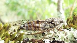 Chants des cigales France Cicadas sounds HD [upl. by Eilerua]