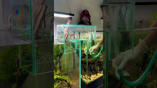 Pathway through two tanks🥰💯fish aquarium shorts viralvideo pathway shortfeed pets new [upl. by Terryl]