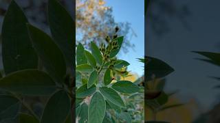 Growing Green Pigeon Peas los gandules [upl. by Zobias990]