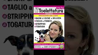 OTTOBRE📢💪🏻❤️👍🏻👋🏻 toelettatura guidonia tivoli cani dog [upl. by Oirasec]