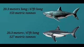 Battle of the bulky Megalodons  Discovery Channel VS Jack Cooper [upl. by Eirrehs]