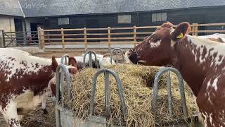 Irish Moiled cattle Wimpole Hall nationaltrust near Cambridge [upl. by Gemperle]