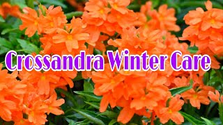 Crossandra Winter CareHow to Get Flowers In Winter Season on CrossandraAboliFirecracker Plant [upl. by Anivle]