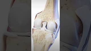 Movement of knee joint patella youtubeshorts skeletalsystem anatomy shortsfeed views [upl. by Pembroke]