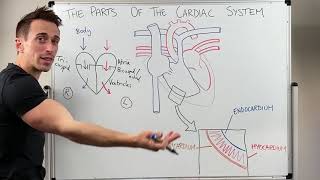 Parts of the Cardiac System Heart Anatomy [upl. by Newmann]