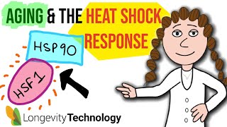 Aging and activating the heat shock response [upl. by Aihsein]