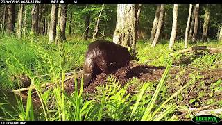 Beaver at the Edge of the Pond [upl. by Leehar]