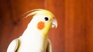 How to Take Care of a Cockatiel  Pet Bird [upl. by Ratcliffe636]