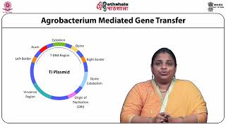 Agrobacterium mediated transformation [upl. by Leffen880]