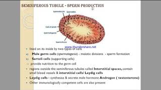 Structure and function of seminiferous tubules [upl. by Teirrah]