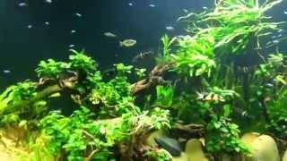 Elephant nose fish in 600 gallon planted tank [upl. by Nylirehs]