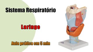 Anatomia Respiratória  Laringe  Aula Prática [upl. by Sollars790]