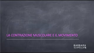 La contrazione muscolare [upl. by Perceval770]