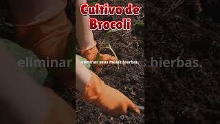 Guía Completa para el Cultivo de Brócoli Desde la Siembra hasta la Cosecha [upl. by Yarg]