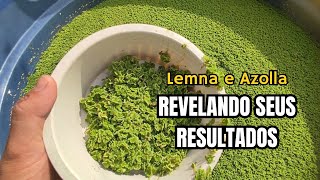 O RESULTADO DA REPRODUÇÃO DE LEMNA E AZOLLA [upl. by Egedan]