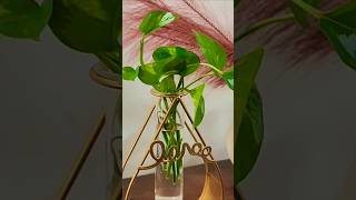 Propagating money plant or pothos plantlover indoorplants shorts homedecor [upl. by Nylg737]