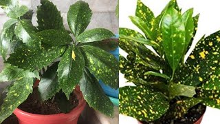 Aucuba Japonica Grow amp Care [upl. by Nyvrem331]