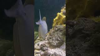 aquarium fish tangfish surgeonfish ikan fyp shorts subscribe [upl. by Initsed]