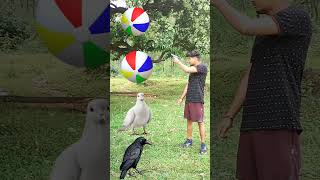 Rounding ball to Duck Peacock Pigeon amp Parrot  Birds names magic video [upl. by End]