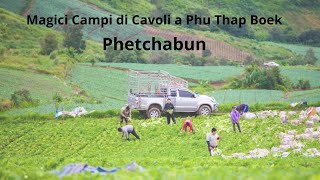 Magici Campi di Cavoli a Phu Thap Boe [upl. by Urban]