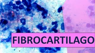 FIBROCARTILAGO HISTOLOGÍA 4 [upl. by Florina]