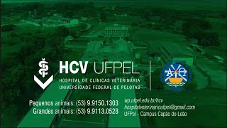 MEDVETUFPEL Hospital de Clínicas Veterinária da UFPel [upl. by Ettenotna564]