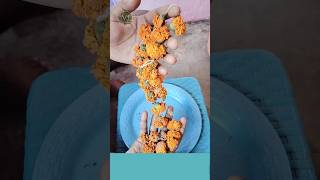 गेंदे का पौधा कैसे लगाये  marigold plant  Vikas Gardening  short song marigold flowers viral [upl. by Lavotsirc]