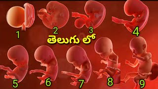 1 month to 9 month baby growth in telugu 1 to 9 months pregnant baby size in telugu1 to 9 months [upl. by Warfield]