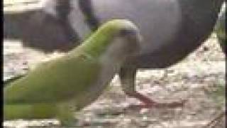 Monk Parakeets Quakers eating soil in New York City [upl. by Laekim921]