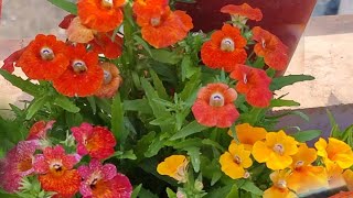 How to Grow and Care Nemesia Flowering Plant  Fun Gardening [upl. by Homerus]