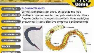 platelmintos e nematelmintos [upl. by Schulze]