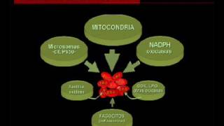 Radicales libres y estrés oxidativo implicaciones en la salud y en la enfermedad [upl. by Enitselec]