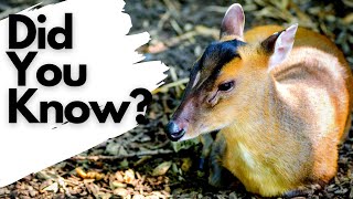 Things you need to know about MUNTJAC [upl. by Ayres]