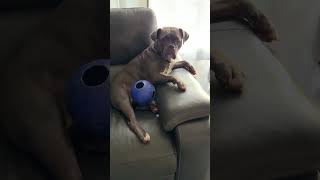 Bulldog Destroys Brand New Toy bulldoglife youtubeshorts shorts short [upl. by Akihsat382]