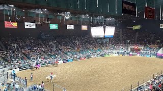 2024 National Western Stock Show Rodeo DenverCO 11424 [upl. by Ahsenor]