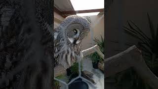 Great Grey Owl hooting deep calls 🦉shorts birds owl song [upl. by Nyladnek]