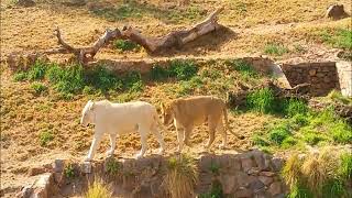 Exploring the Pretoria Zoo South Africa✔ [upl. by Aseefan937]