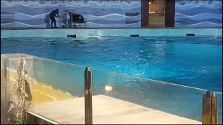 Dolphin show 🐬 Fakieh Aquarius jeddah [upl. by Thin]