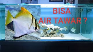 Setting Aquarium Ikan Monodactylus Air Payau Brackish  tapi sudah adaptasi ke air Tawar [upl. by Miksen45]