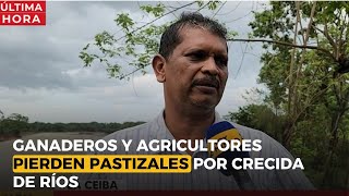 Ganaderos y agricultores pierden pastizales por crecida de ríos [upl. by Yniar]