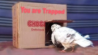 How To Make A Pigeon Trap Step by Step  Awesome DIY Bird Trap Made Out Of Cardboard Box STARX [upl. by Cooperman403]