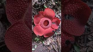 Rafflesia Arnoldii flower [upl. by Icats925]